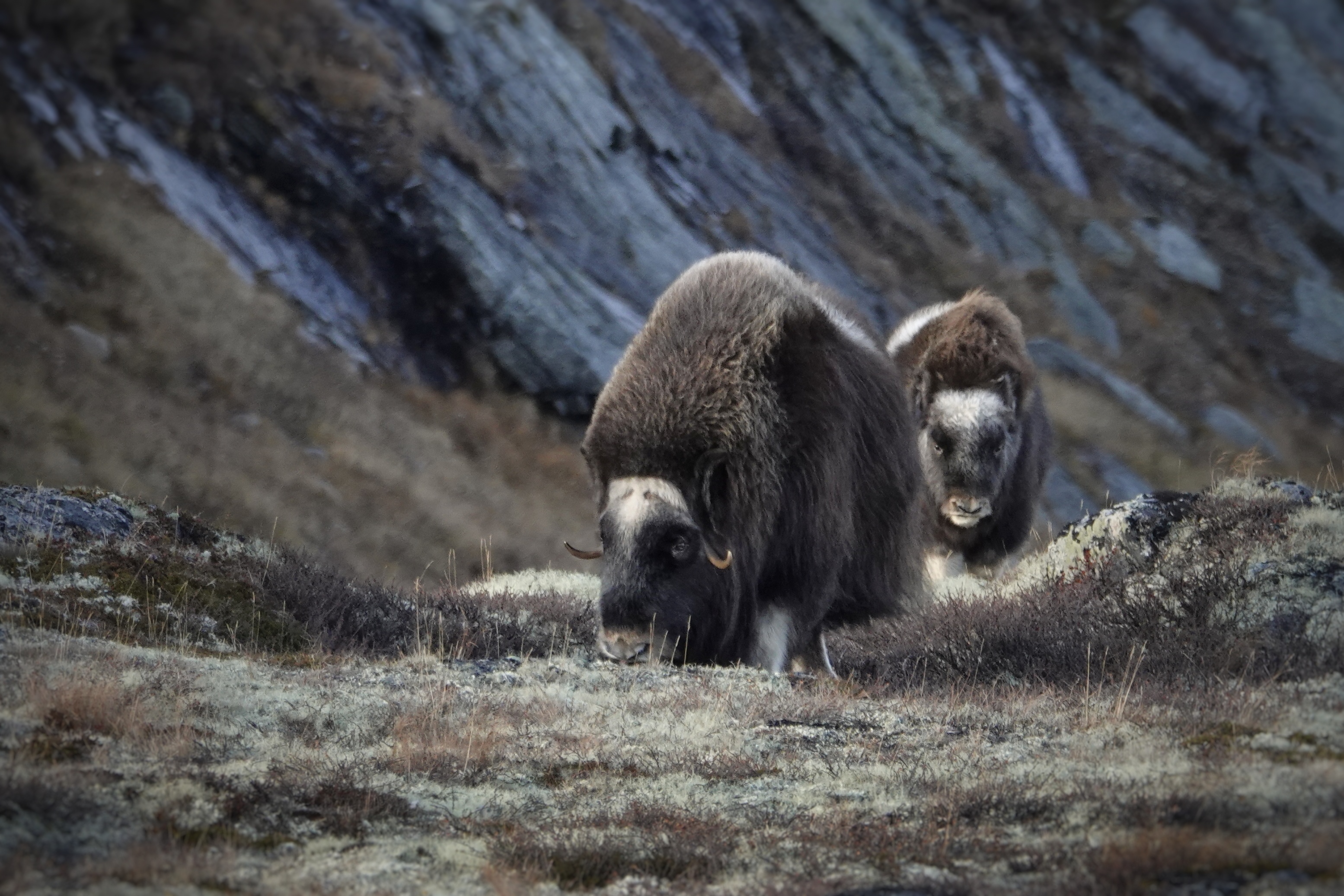 Bœufs musqués dans le parc du Dovrefjell